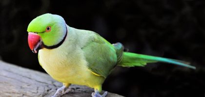Îngrijirea papagalilor: Tot ce trebuie să știi